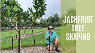 Jackfruit tree shaping for best management fruit set and harvest