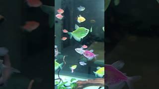 glowfish 150ekor dalam aquarium