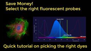 How to select your fluorescent probes