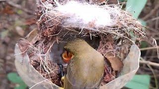 Little spiderhunter birds Take good care of her baby in the nest  Review Bird Nest 