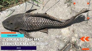 Penyebab Ikan Mati Ini Bisa Hidup Kembali