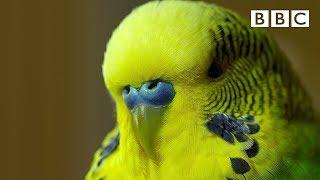 Meet Disco the incredible talking budgie  Pets - Wild at Heart - BBC