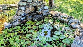 Progress on the goldfish pond 