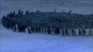 Así se mantienen calientes los pingüinos emperador para sobrevivir a -40 °C o menos.
