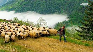 Migration Above The Clouds  Documentary