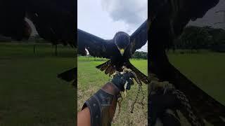 Recall training with Indian Black eagle and all compilation miss hunting