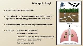 Classification and Structure of Fungi Fungal Infections - Lesson 1