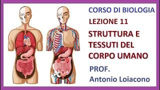 CORSO DI BIOLOGIA - Lezione 11 - Struttura e tessuti del corpo umano