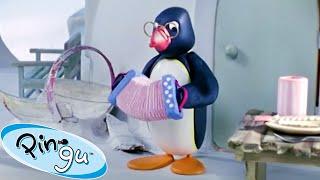 Pingu and the Band    Pingu - Official Channel  Cartoons For Kids