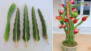 How to grow Purple dragon fruit from cuttings for beginners