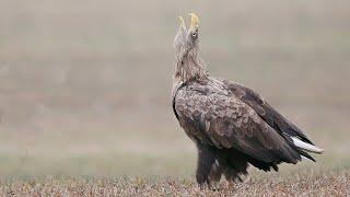 White-tailed Eagle singing