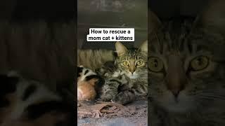 How to rescue a mom cat and her kittens