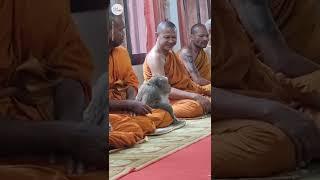 This wild monkey calmly meditates with monks in Thailand  USA TODAY #Shorts