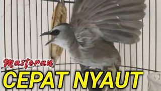 Masteran dan Pancingan burung Trucukan agar bunyi GACOR