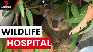 Special animal hospital in Camden protecting our wildlife  7NEWS