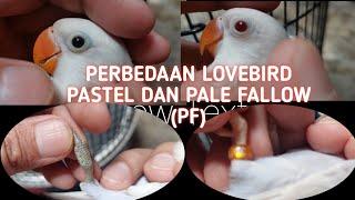 Perbedaan lovebird pastel dan pale fallow pf