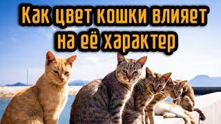 Как цвет кошки влияет на её характер