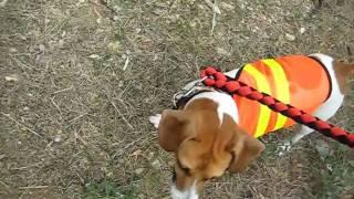 gilet rétroréfléchissant de sécurité pour chien