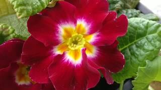 Red and  Yellow Primrose Scientific name Primula vulgaris