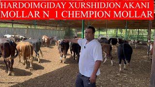 HARDOIMGIDAY XURSHIDJON AKANI MOLLAR N_1 CHEMPION MOLLAR RASSIYADAN KELDI