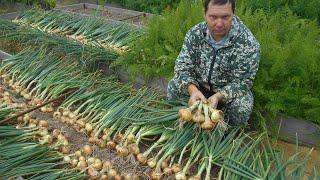 Вы точно будете знать что и сколько сажать в огороде