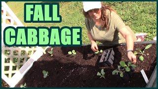 How To Plant Fall Cabbage  Fall Raised Bed Gardening