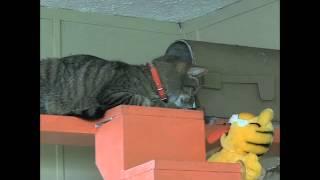 Garfield Visits A Pet Shelter - WASSUP