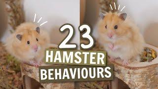 23 Hamster Behaviours 