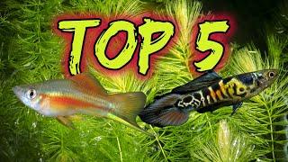 Top 5 Livebearers for Beginners