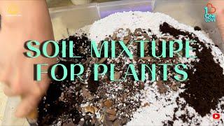 HOW TO REPOT A DYING PLANTS W GOOD SOIL #repotting #soil #plants #plantito #uae #how #howto #viral