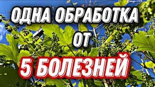 Обработка виноградника перед цветением от  вредителей и болезней.