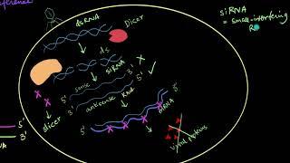 Mechanism of RNA Interference  Biotechnology and its Applications  Biology  Khan Academy