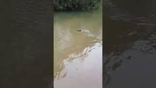 fake alligator prank