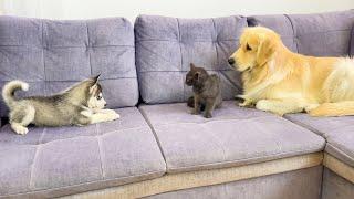 Golden Retriever Reacts to Another Meeting Between Husky Puppy and Kitten