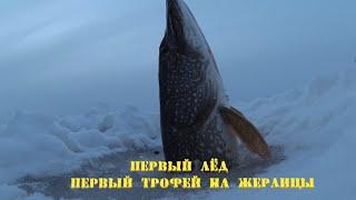 Первый лёд Первый трофей на жерлицы Рыбалка с подводной камерой FOCUSFISH