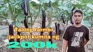 Talong farmer kumita ng 200k kayang binahagi ang pamamaraan sa pag-alaga ng talong.