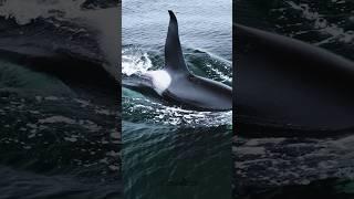 You asked for it Ive got some incredible orca videos coming soon to the channel. Stay tuned