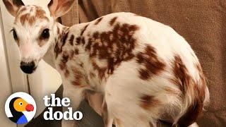 White Fawn Has The Cutest Reaction To Being Released In The Wild  The Dodo Little But Fierce