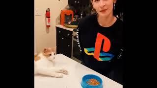 Funniest cats Dont try to stop laugh -Pet Lover