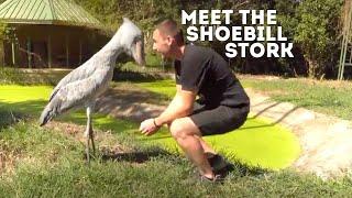 Meet The Shoebill Stork Balaeniceps Rex  Drive 4 Wildlife