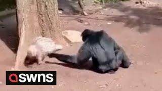 Funny moment mischievous gibbon provokes porcupine at Indonesian zoo  SWNS