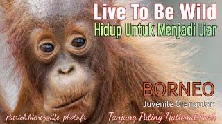 Juvenile Orangutans Moving AroundOrangutan Muda Berpindah Pohon @orangutanhouseboattour6258