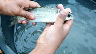 Memancing Ikan Belanak Guna Botol  Umpan Tepung Gandum 