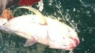 MANCING MANUAL PAKAI UMPAN CUMI Strike Ikan GT Bluefin Trevally _ Traditional Fishing