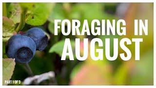 Foraging in August - UK Wildcrafts Foraging Calendar Part 1 of 3