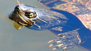 Turtle swimming in lake water  Northern red-bellied cooter