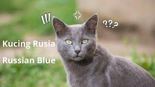 Fakta Kucing Rusia atau Russian Blue