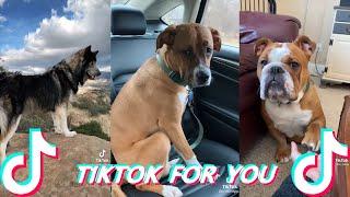 Cute And Funny Dogs Tiktok Compilations July 2021