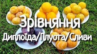 ЩО ОБРАТИ З ПІЗНІХ СОРТІВ ???