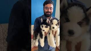 சைபீரியன் ஹஸ்கி Puppies for sale  Coimbatore Husky Kennel